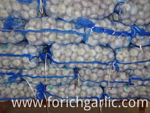 Fresh 2019 Normal White Garlic